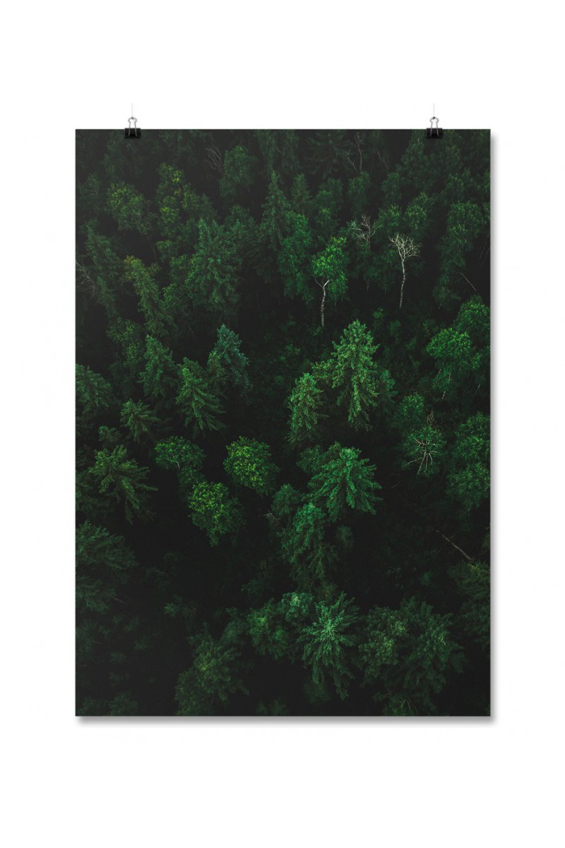 Plakat Forest II