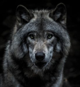 Przeszywające wilcze spojrzenie