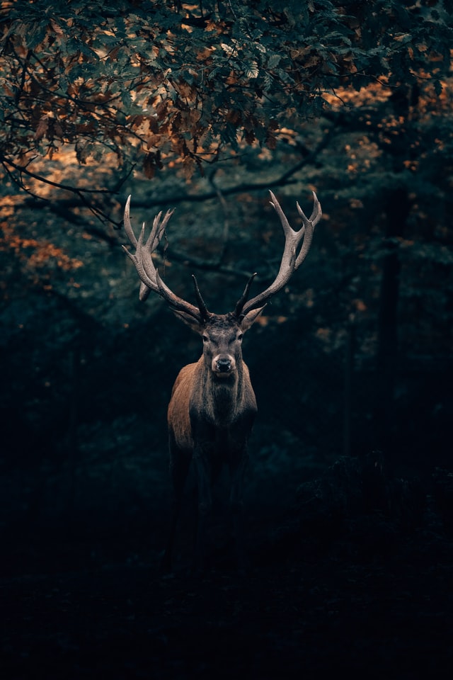 Jeleń - król lasu