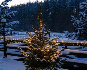 Oświetlona choinka na zewnątrz przy lesie