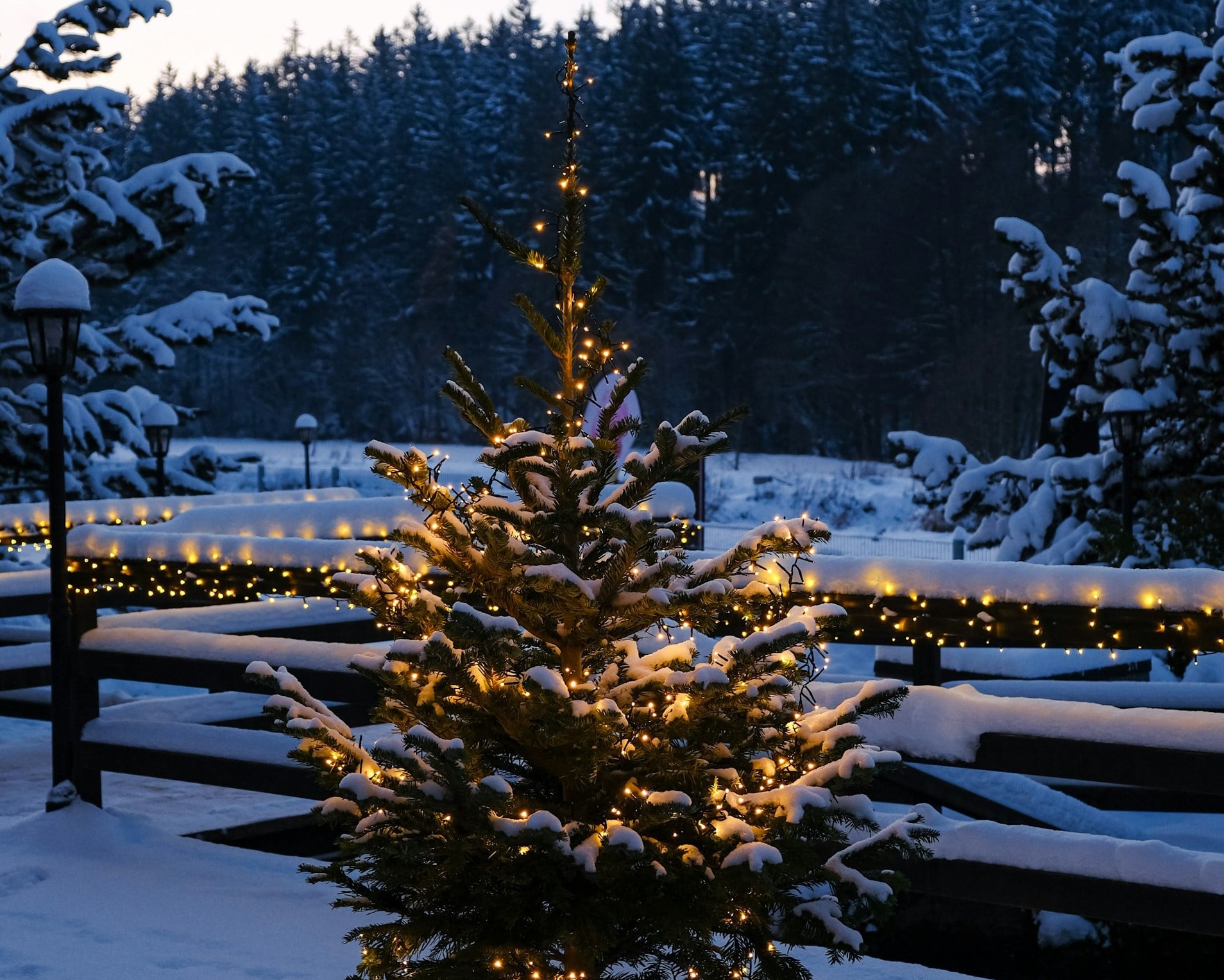 Oświetlona choinka na zewnątrz przy lesie
