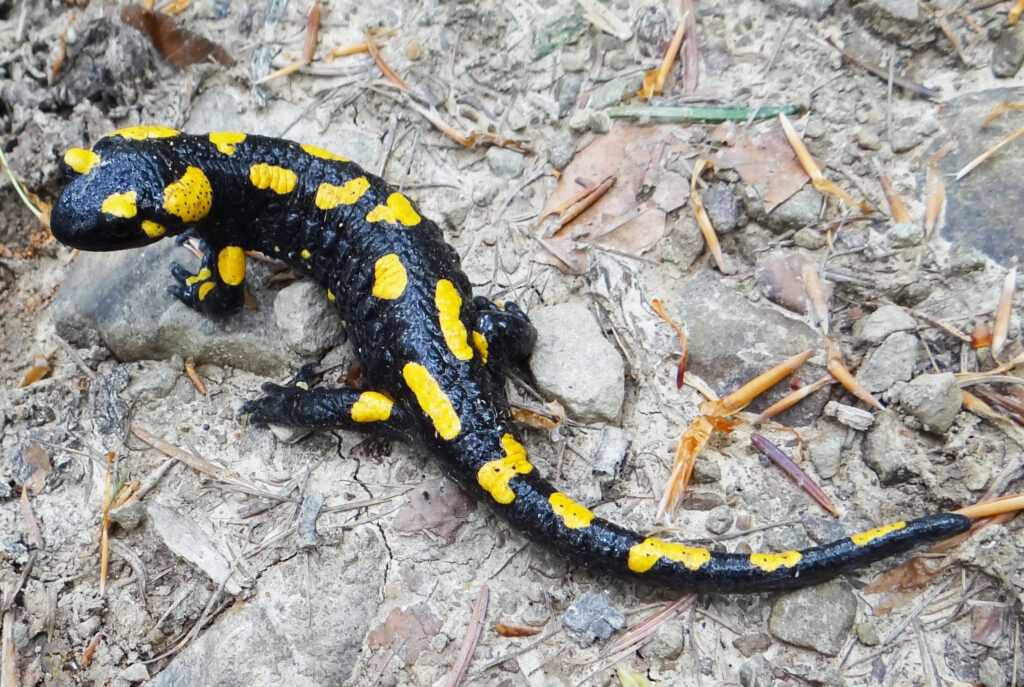 Salamandra plamista