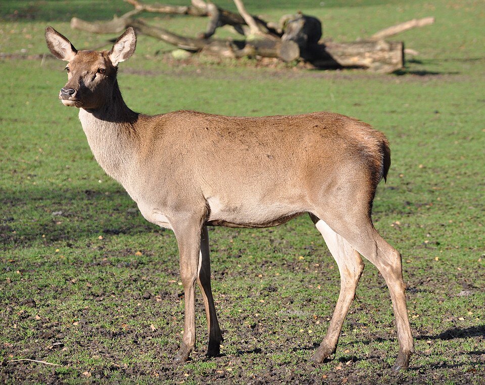 Łania, samica jelenia szlachetnego
